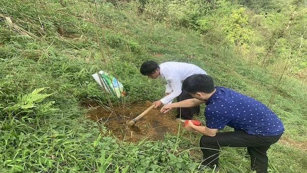 Chăm sóc, bón phân cho vùng trồng Sạt gai Trạm Tấu