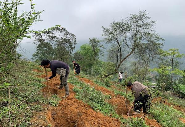 Chuẩn bị đất trồng cây sặt gai Trạm Tấu
