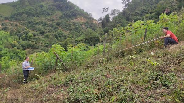 Kỹ thuật trồng thâm canh cây sặt gai lấy măng